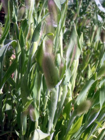 image hares-tail-grass-bouquet-grass-lagarus-ovatus-3-jpg