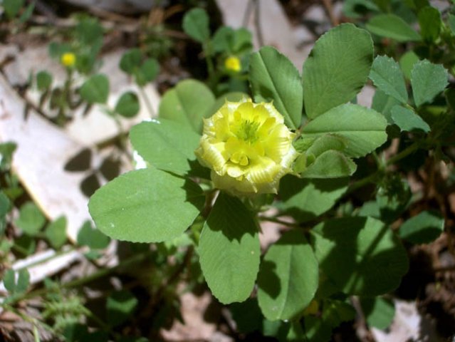 image hop-clover-trifolium-campestre-1-jpg