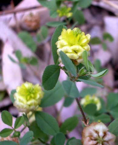 image hop-clover-trifolium-campestre-2-jpg