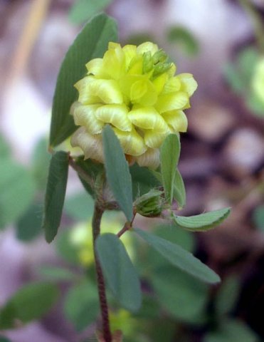 image hop-clover-trifolium-campestre-3-jpg