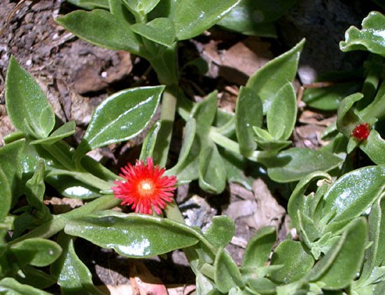 image ice-plant-aptenia-lancifolia-1-jpg