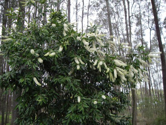 image ivory-curl-tree-buckinghamia-celsissima-2-jpg