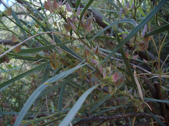 image long-leaf-bitter-pea-seed-pods-daviesia-wyattiana-1-jpg