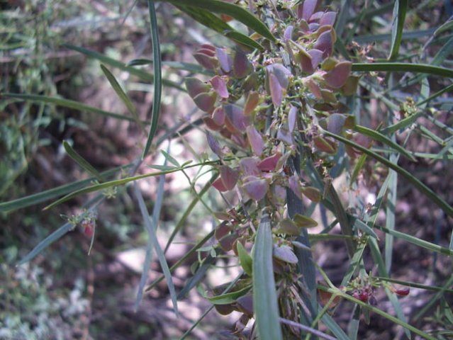 image long-leaf-bitter-pea-seed-pods-daviesia-wyattiana-2-jpg