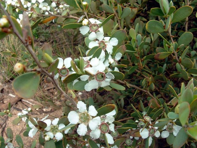 image mallee-tea-tree-leptospermum-coriaceum-3-jpg