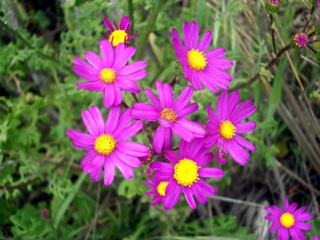 image marguerite-daisy-summer-daisy-chrysanthemum-frutescens-2-jpg
