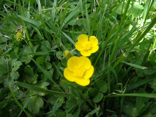 image meadow-buttercup-ranunculus-acris-1-jpg