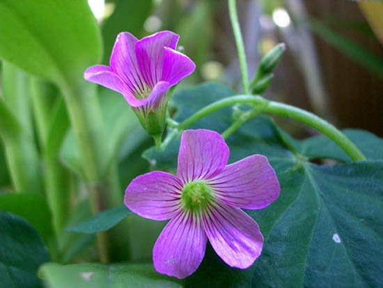 image oxalis-purpurea-large-flower-wood-sorrel-1-jpg