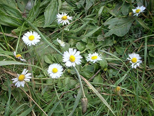 image oxeye-daisies-1-lake-eildon-jpg