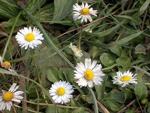 image oxeye-daisies-2-lake-eildon-jpg