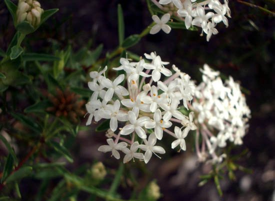 image pimelea-linifolia-slender-riceflower-qld-2-jpg