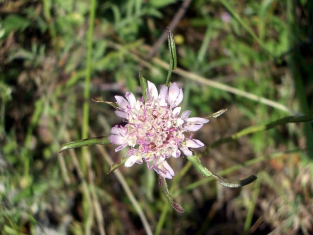 image pincushion-plant-scabiosa-atropurpurea-1-jpg