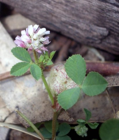image purple-clover-trifolium-jpg