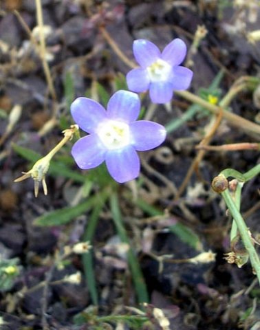 image river-bluebell-wahlenbergia-fluminalis-1-jpg