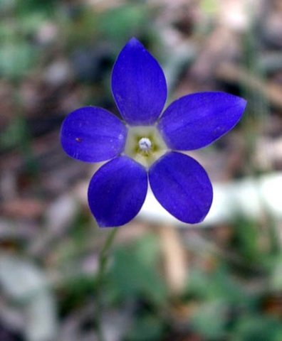 image royal-bluebell-wahlenbergia-gloriosa-1-jpg