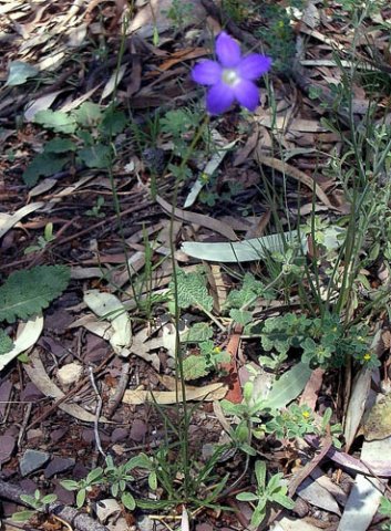 image royal-bluebell-wahlenbergia-gloriosa-2-jpg