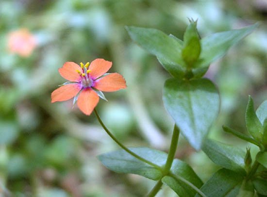 image scarlet-pimpernel-flower-2-jpg