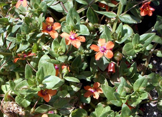 image scarlet-pimpernel-anagallis-arvensis-family-primulaceae-1-jpg
