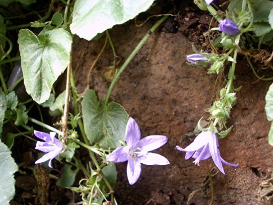 image serbian-or-trailing-bellflower-campanula-poscharskyana-2-jpg
