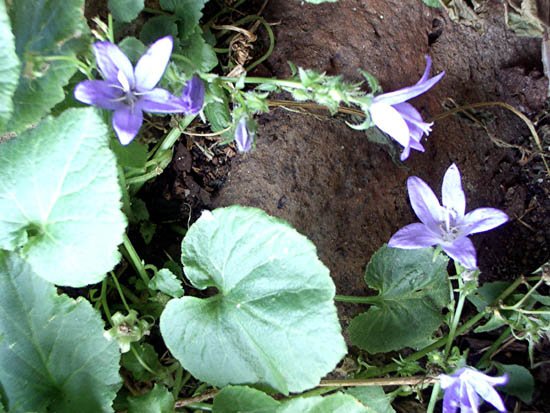 image serbian-ortrailing-bellflower-campanula-poscharskyana-1-jpg