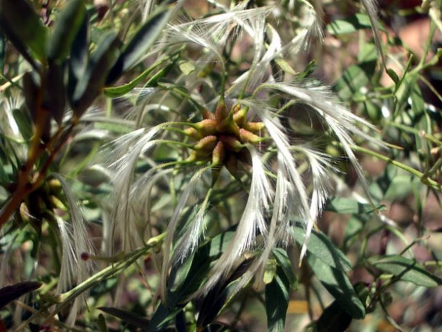 image small-leaved-clematis-clematis-microphylla-seed-close-up-jpg