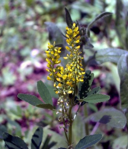 image sourclover-melilotus-indica-2-jpg