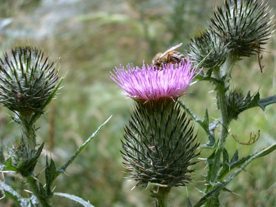 image spear-or-black-thistle-cirsium-vulgare-3-with-bee-jpg