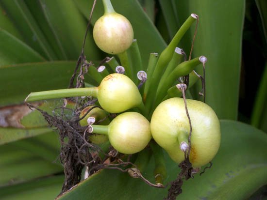 image spider-lily-young-seedpods-qld-jpg