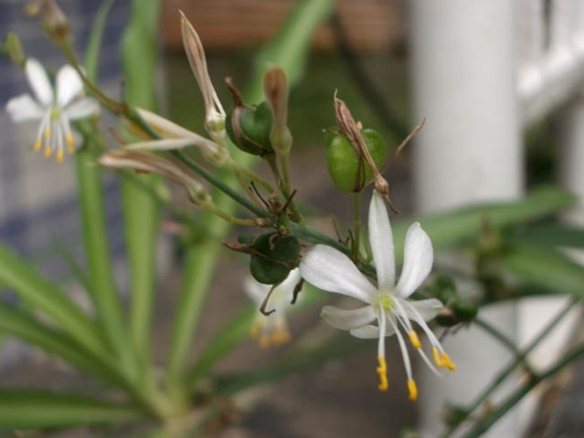 image spider-plant-chlorophytum-comosum-1-jpg