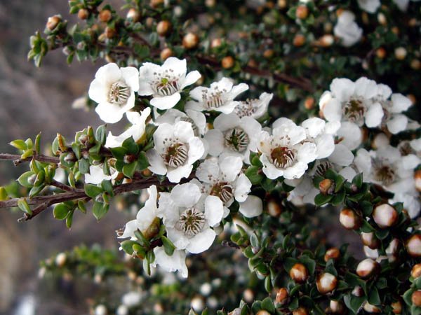 image tea-tree-leptospermum-scoparium-var-eximium-remarkable-cave-tas-jpg