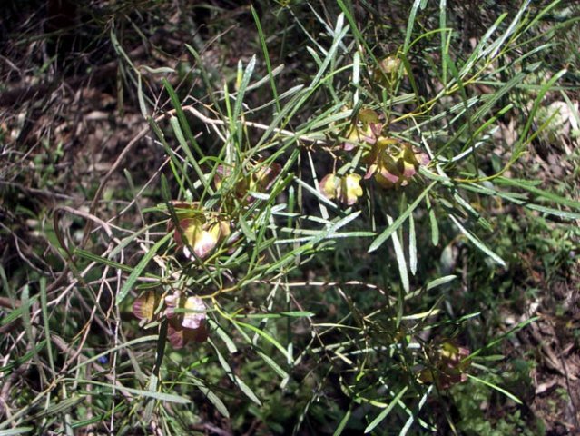 image thread-leaf-hop-bush-dodonaea-falcata-1-jpg