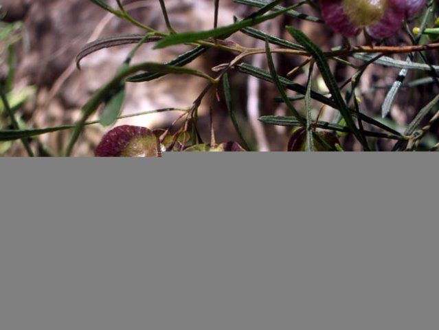 image thread-leaf-hop-bush-dodonaea-falcata-2-jpg
