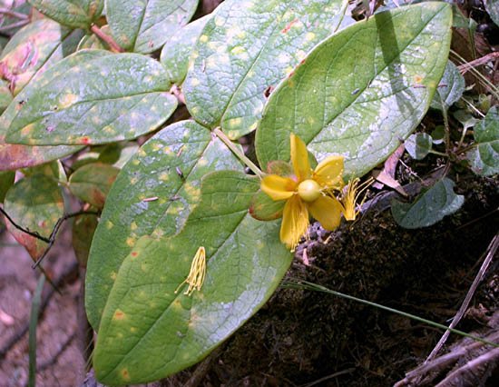 image tutsan-hypericum-androsaemum-clusiaceae-jpg