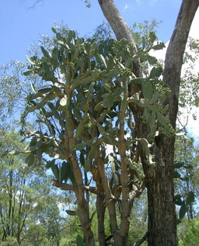image velvety-tree-pear-opuntia-tomentosa-qld-1-jpg