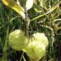 image balloon-cotton-bush-or-cats-egg-gomphocarpus-asclepias-physocarpus-qld-3-jpg