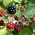 image blackberries-2-jpg