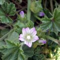 image cheeseweed-little-mallow-1-jpg