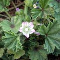image cheeseweed-little-mallow-2-jpg