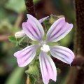 image cheeseweed-little-mallow-4-jpg