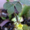 image creeping-wood-sorrel-oxalis-corniculata-flower-seed-pod-2-jpg