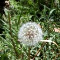 image dandelion-seed-jpg