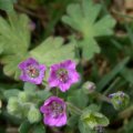 image dovesfoot-geranium-molle-2-jpg