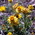 Weeds & Wildflowers - Australia