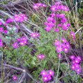 Weeds & Wildflowers - Australia