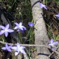 image tall-bluebell-wahlenbergia-stricta-subsp-stricta-3-jpg