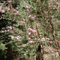 image tea-tree-leptospermum-scoparium-1-jpg