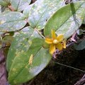image tutsan-hypericum-androsaemum-clusiaceae-jpg