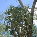 image velvety-tree-pear-opuntia-tomentosa-qld-1-jpg