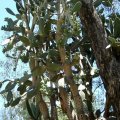 image velvety-tree-pear-opuntia-tomentosa-qld-2-jpg