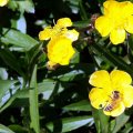 image western-buttercup-ranunculus-occidentalis-bee-lake-eildon-jpg